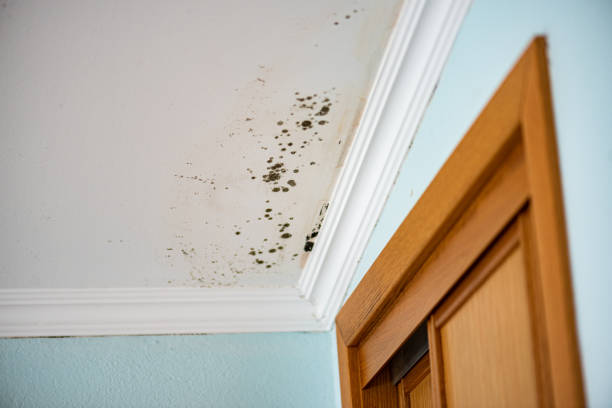 Best Residential Mold Removal  in Glasgow, MT