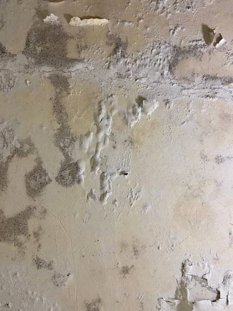 Best Black Mold Removal  in Glasgow, MT