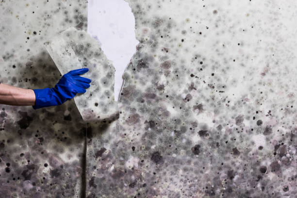 Best Mold Remediation Experts  in Glasgow, MT